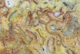 Polished, Crazy Lace Agate Slab - Western Australia #132933-1